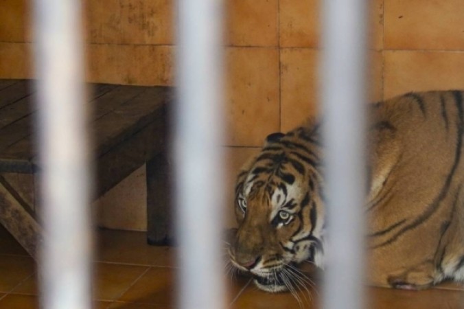 Elderly man killed in tiger attack in Bardiya